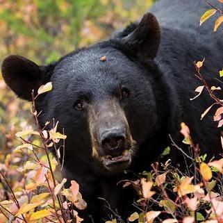 Bear in the fall woods